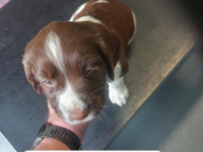 IKC Registered Springer Spaniel puppies in Laois - *Poppy's LAST litter*