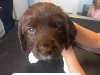 IKC Registered Springer Spaniel puppies in Laois - *Poppy's LAST litter*