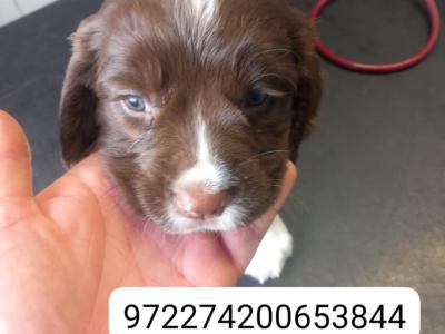 IKC Registered Springer Spaniel puppies in Laois - *Poppy's LAST litter*