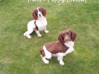 IKC Registered Springer Spaniel puppies in Laois - *Poppy's LAST litter*