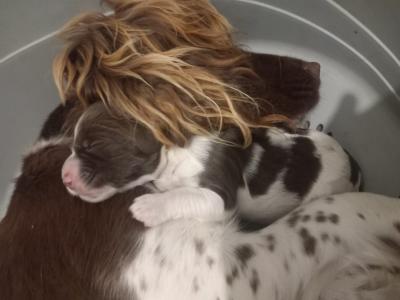 IKC Registered Springer Spaniel puppies in Laois - *Poppy's LAST litter*