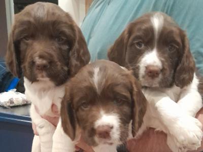 IKC Registered Springer Spaniel puppies in Laois - *Poppy's LAST litter*