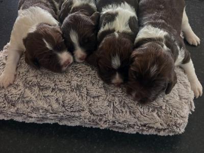 IKC Registered Springer Spaniel puppies in Laois - *Poppy's LAST litter*