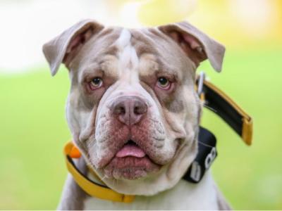 Beautiful old English Bulldog puppies in Down