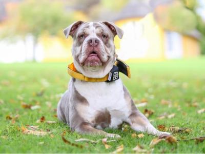 Beautiful old English Bulldog puppies in Down