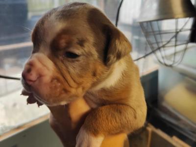 Beautiful old English Bulldog puppies in Down