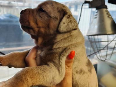 Beautiful old English Bulldog puppies in Down