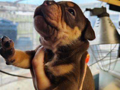 Beautiful old English Bulldog puppies in Down
