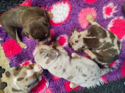 Beautiful old English Bulldog puppies in Down