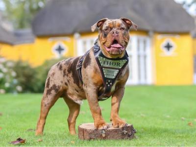 Beautiful old English Bulldog puppies in Down