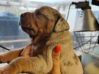 Beautiful old English Bulldog puppies in Down