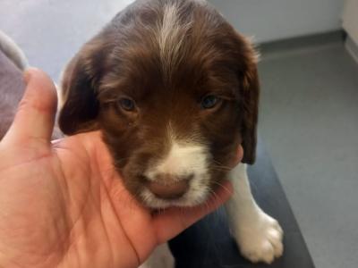 IKC Registered Springer Spaniel puppies in Laois - *Poppy's LAST litter*