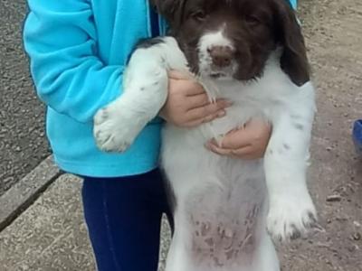 IKC Registered Springer Spaniel puppies in Laois - *Poppy's LAST litter*