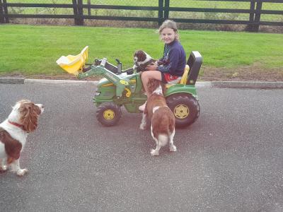 IKC Registered Springer Spaniel puppies in Laois - *Poppy's LAST litter*