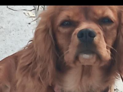 1 female ruby and 1 male black/tan Cavalier King Charles Spaniel puppies in Mayo