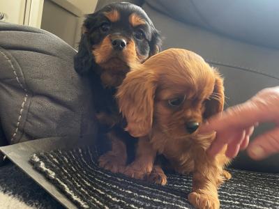 1 female ruby and 1 male black/tan Cavalier King Charles Spaniel puppies in Mayo