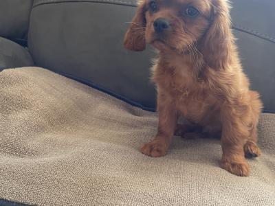 1 female ruby and 1 male black/tan Cavalier King Charles Spaniel puppies in Mayo