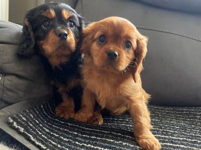 1 female ruby and 1 male black/tan Cavalier King Charles Spaniel puppies in Mayo