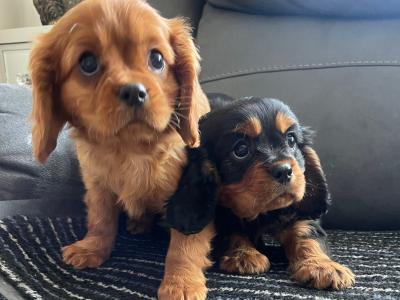 1 female ruby and 1 male black/tan Cavalier King Charles Spaniel puppies in Mayo