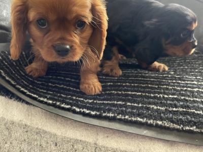 1 female ruby and 1 male black/tan Cavalier King Charles Spaniel puppies in Mayo