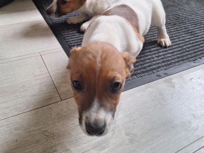 2 Jack Russell male puppies for sale in Carlow. Phone Number 0863367007