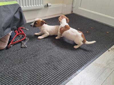 2 Jack Russell male puppies for sale in Carlow. Phone Number 0863367007