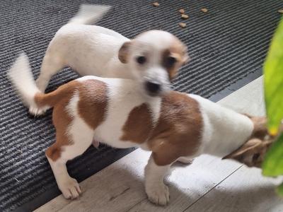 2 Jack Russell male puppies for sale in Carlow. Phone Number 0863367007