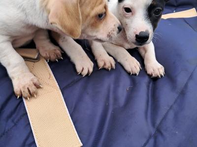 2 beautiful Jack Russell puppies in Tipperary