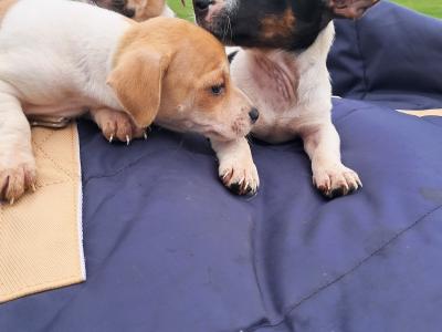 2 beautiful Jack Russell puppies in Tipperary