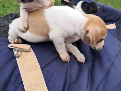 2 beautiful Jack Russell puppies in Tipperary