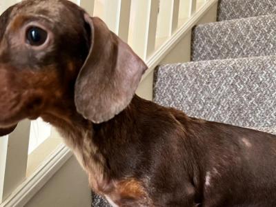 Foxxy is a Miniature Brown Dapple female Dachshund dog in Tyrone