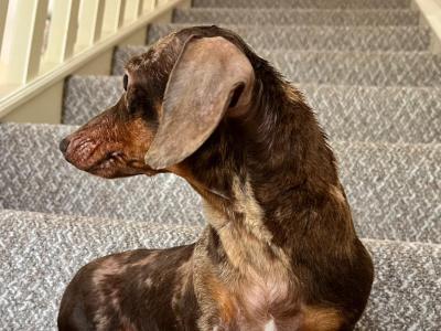 Foxxy is a Miniature Brown Dapple female Dachshund dog in Tyrone