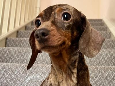 Foxxy is a Miniature Brown Dapple female Dachshund dog in Tyrone