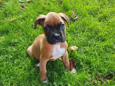 Boxer puppies for Sale in Offaly – IKC Registered (PENDING)