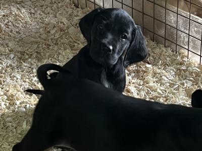 Irish Red Setter x Black Labrador puppies in Westmeath