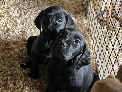 Irish Red Setter x Black Labrador puppies in Westmeath