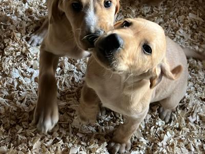 Irish Red Setter x Black Labrador puppies in Westmeath