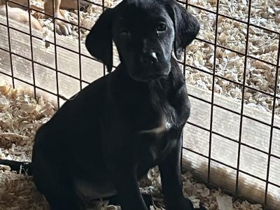 Irish Red Setter x Black Labrador puppies in Westmeath