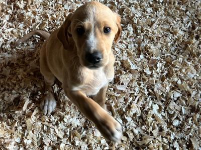 Irish Red Setter x Black Labrador puppies in Westmeath