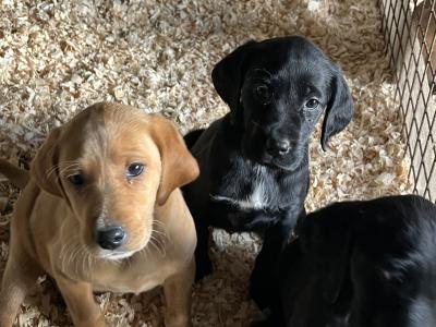 Irish Red Setter x Black Labrador puppies in Westmeath