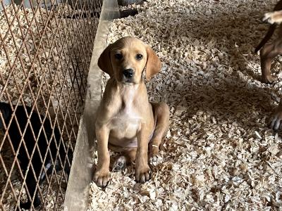 Irish Red Setter x Black Labrador puppies in Westmeath
