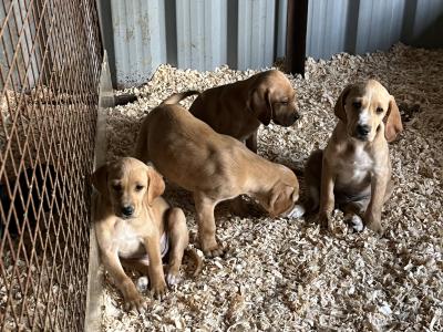 Irish Red Setter x Black Labrador puppies in Westmeath