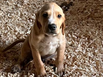Irish Red Setter x Black Labrador puppies in Westmeath
