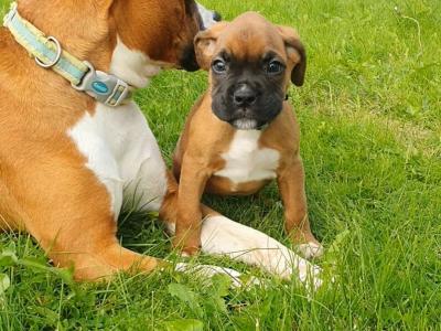 Boxer puppies for Sale in Offaly – IKC Registered (PENDING)