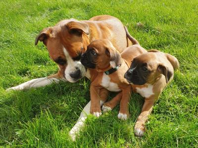 Boxer puppies for Sale in Offaly – IKC Registered (PENDING)
