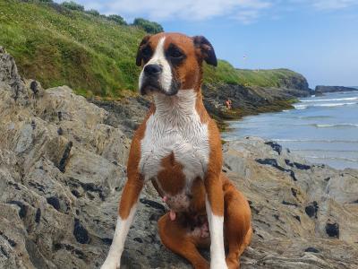 Boxer puppies for Sale in Offaly – IKC Registered (PENDING)