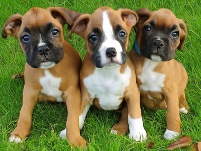 Boxer puppies for Sale in Offaly – IKC Registered (PENDING)