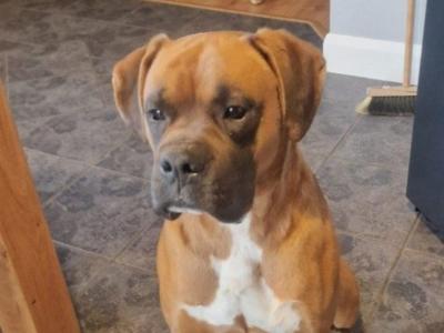 Boxer puppies for Sale in Offaly – IKC Registered (PENDING)