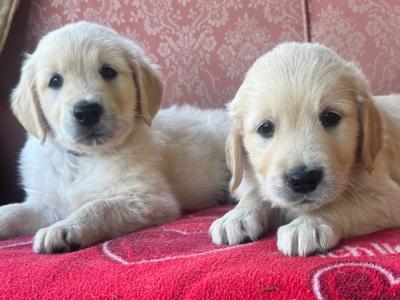 Fabulous IKC Registered Golden Retriever puppies in Wexford