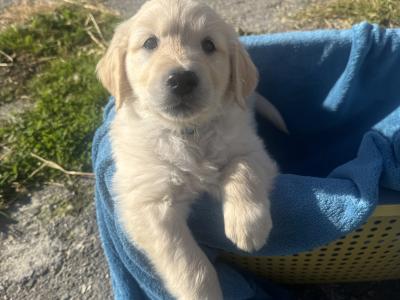 Fabulous IKC Registered Golden Retriever puppies in Wexford